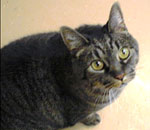 Photo of Kemper, a grey tabby cat