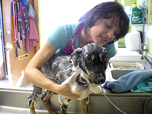 Photo of a woman bathing a dog.