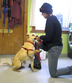 Photo of a woman training a dog.